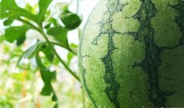 马边的吃瓜视频,揭秘娱乐圈幕后故事