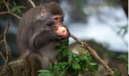 猴子吃生瓜中毒视频,警示生食瓜果风险