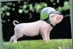 刘大瓜吃猪背骨视频,美味与挑战并存