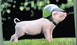 刘大瓜吃猪背骨视频,美味与挑战并存