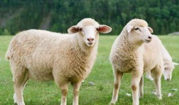 三只羊老爹视频吃瓜,揭秘娱乐圈幕后故事