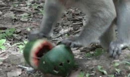 猴王吃瓜的视频,瓜果盛宴欢乐无限