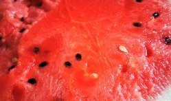 西瓜美食吃瓜视频