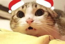 吃瓜猫头像原视频