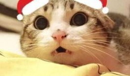 吃瓜猫头像原视频