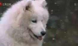 喜欢吃瓜的狐狸视频,揭秘“吃瓜群众”的趣味生活