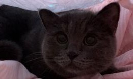 小瓜能给猫吃吗视频大全