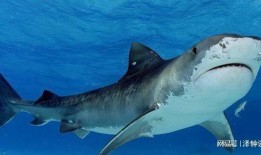 鲨鱼视频吃瓜直播,揭秘娱乐圈幕后故事