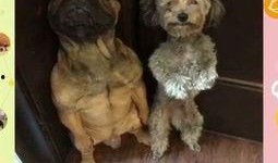 带你吃瓜搞笑动物视频播放,笑料横生！带你领略搞笑动物视频的魅力