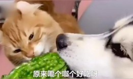 猫咪吃小瓜视频在线观看,小瓜美食大揭秘，萌态百出！