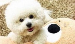 比熊可以吃胶瓜吗视频教程