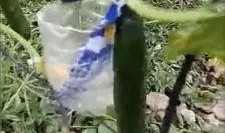 泰安汶南吃瓜事件视频,一场引发热议的网络视频风波