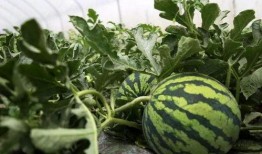 路人缘吃瓜视频,揭秘娱乐圈幕后故事