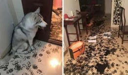 人吵架狗猫吃瓜视频