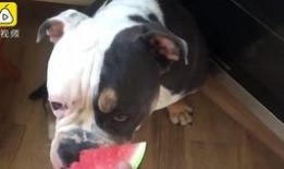 人吵架狗猫吃瓜视频