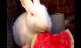 吃猪瓜视频大全,趣味横生的动物世界