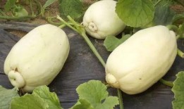 潍坊吃瓜完整视频,一场视觉与味蕾的双重盛宴