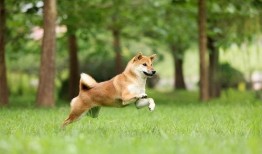 宠物狗可以吃酥瓜吗视频,宠物狗的夏日美味新宠