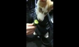 狗狗吵架吃瓜视频,一场欢乐的吵架现场