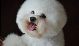 比熊可以吃胶瓜吗视频教程