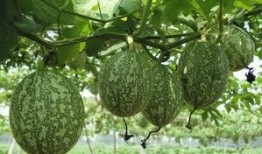 吊瓜是咋吃的啊视频播放