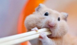 仓鼠可以吃蛋瓜么吗视频,蛋瓜，仓鼠的新宠？