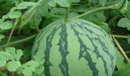 乾隆吃瓜方式视频,宫廷风味的夏日消暑趣事