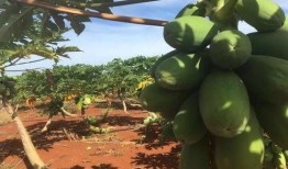 日本农民吃瓜视频,传统农耕生活趣味横生