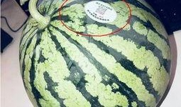 网红吃瓜视频在哪里找,热门平台及热门内容盘点